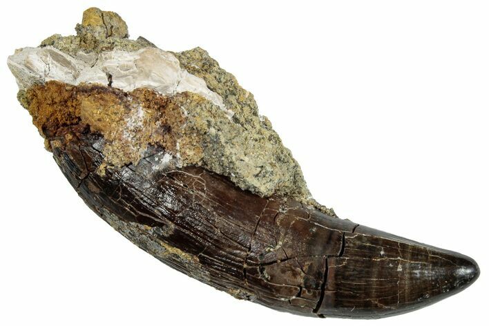 Rooted, Cretaceous Crocodilian Tooth - Hell Creek Formation #263380